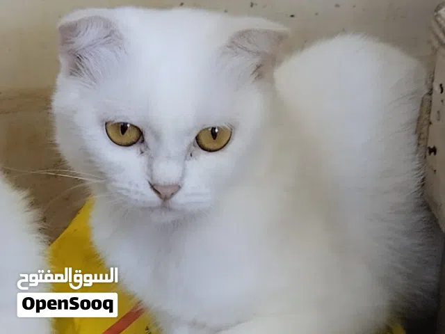 Pure Scottish fold .. فرصة لن تتكرر ،سكوتش فولد للبيع لغرض السفر