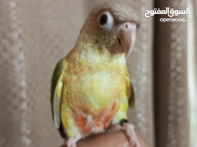جرين شيك اناناس