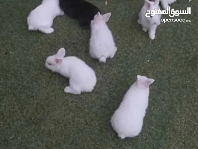 مطلوب صوص فر في سحاب وصوص الاحم في سحاب