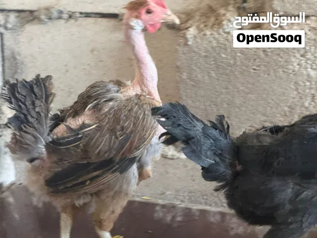 دجاج عرب اصلي ودجاج ابو اركيبه اصلي واحد وعشرين تك  بيع شلع