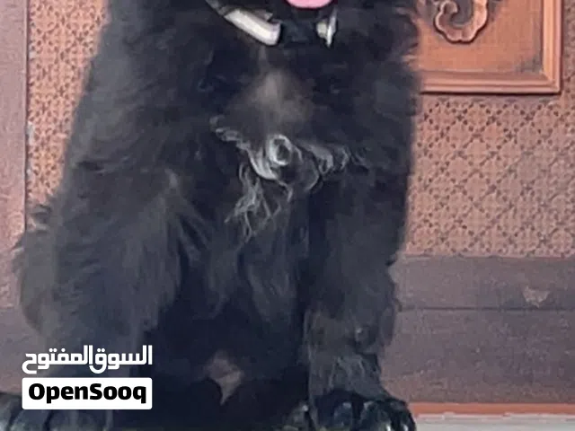 جراوي جيرمن لونج هير