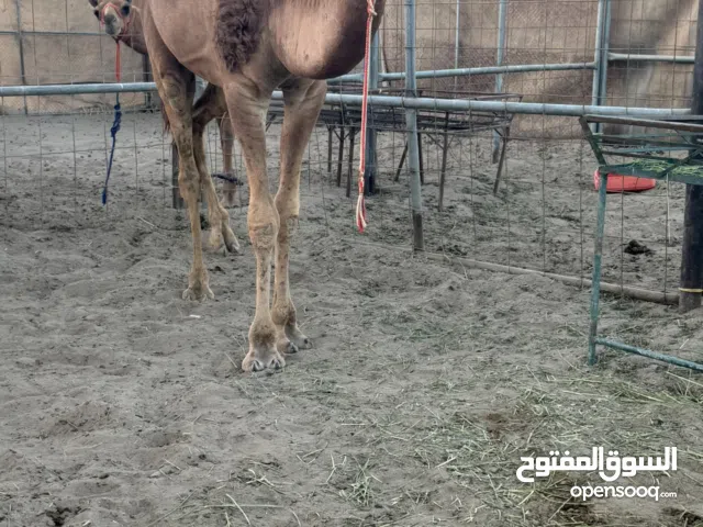 بعير حج ما مركوض