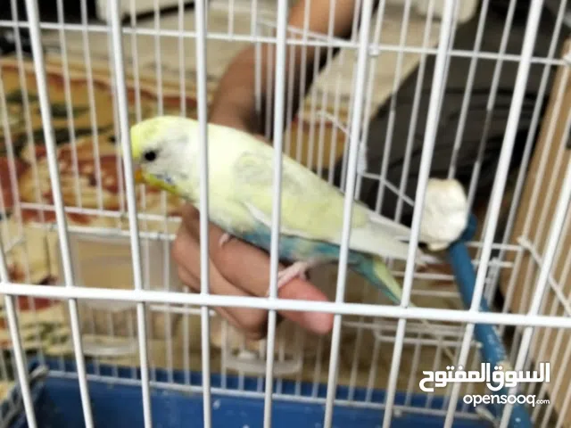 دكر بادجي متدرب للبيع