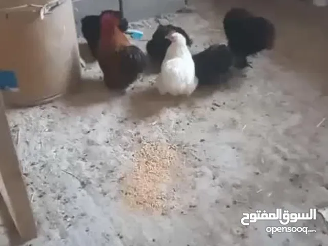 ديكين وأربع فرخات كوشن للبيع