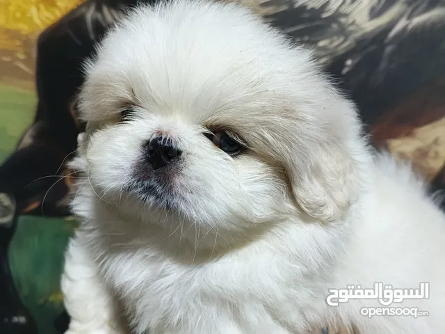 جرو واد بكنواه