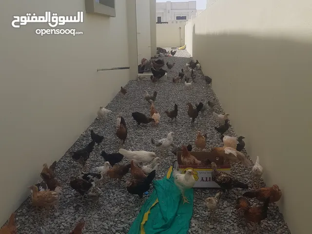 للبيع  دجاج عماني العدد أمكن 120  حبه الكبر 11 حبه بس صغر م عرف كم للبيع الكل مطلوب فيهن  ريال 120