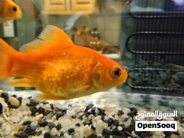 حوض سمك مع اسماكه