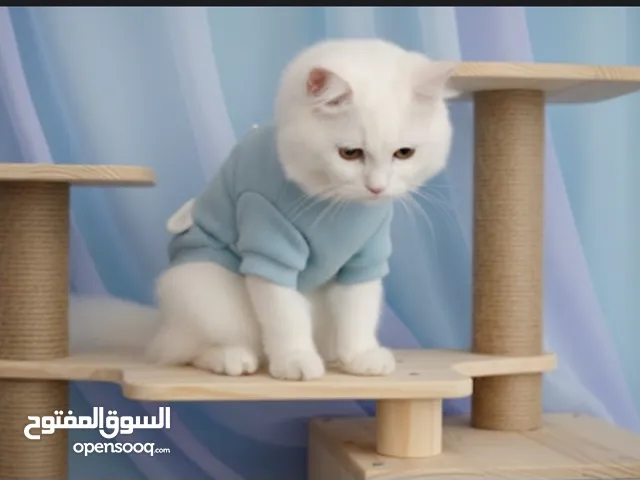 Snow White kitten 4 month old vaccinated and deworming done 25 bjd only