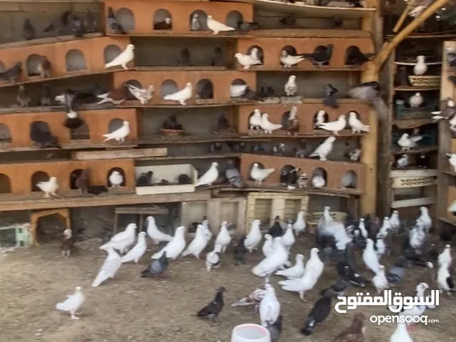 حمام مشكل للبيع بصحة ممتازه وسمان اكثر عن 250 حمامة وبصحة ممتازة.