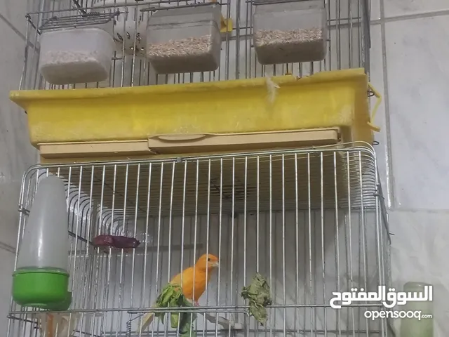 مجموعه طيور للبيع