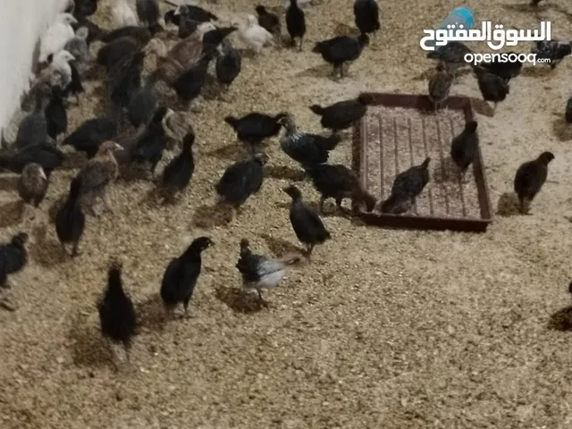 صوص عمر شهر ونص
