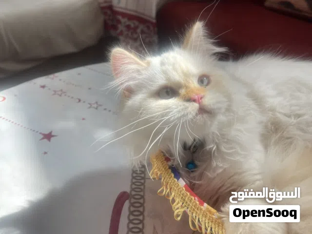 قط اسكواش مع شراري للبيع