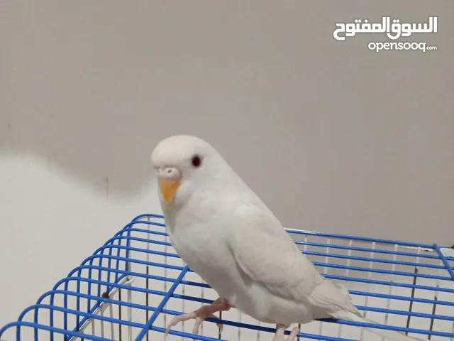 طيره انثى حب للبيع شبه اليفه