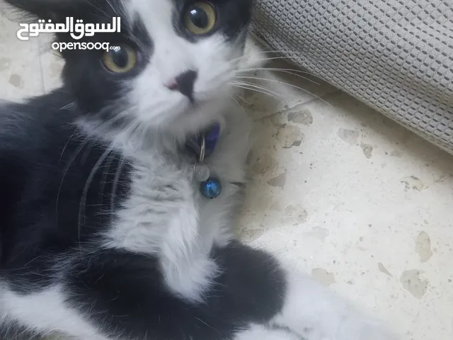 قط للبيع مكس بين مغلدون وشراز................. ............. .