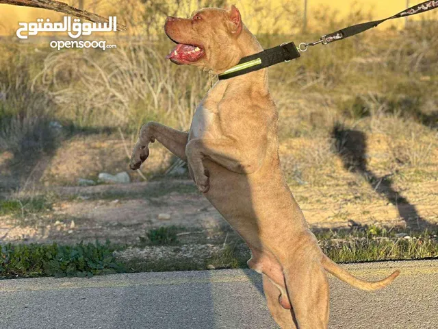 ربي يبااارك حاجه بيور وتعال شوف بيتبول ولا مالينوا كيف جرت