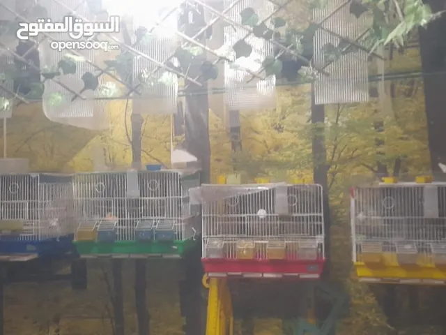 اقفاص عصافير حجم كبير مقلفن قابل للفصل شبه جديد