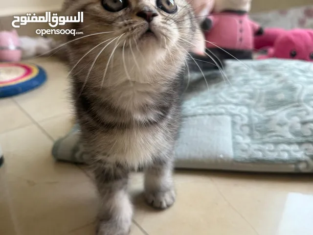 قط ذكر سكوتش