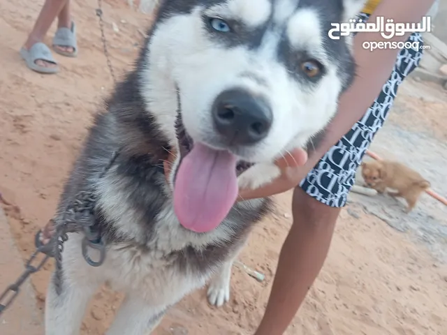 انثى هاسكي عين بعين