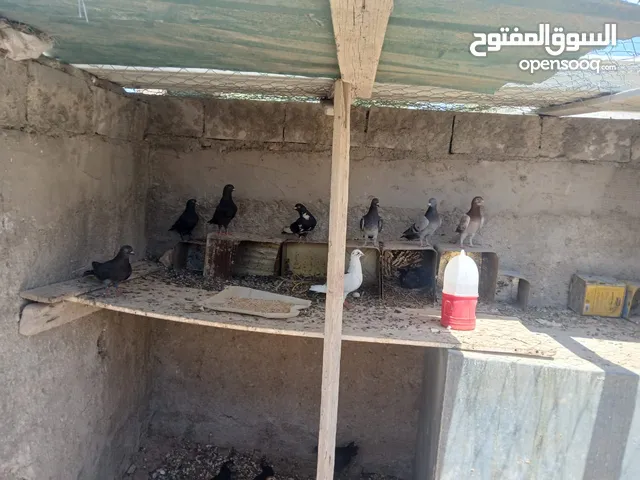 حمام بلدي للبيع صحه ونظافه