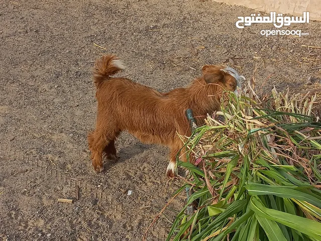 ماعز للبيع