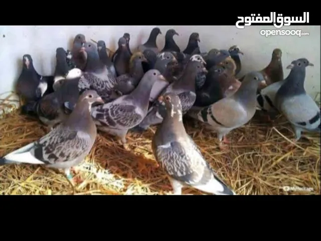 حمام بلدي جانبو 8 حبات ب7 دنانير