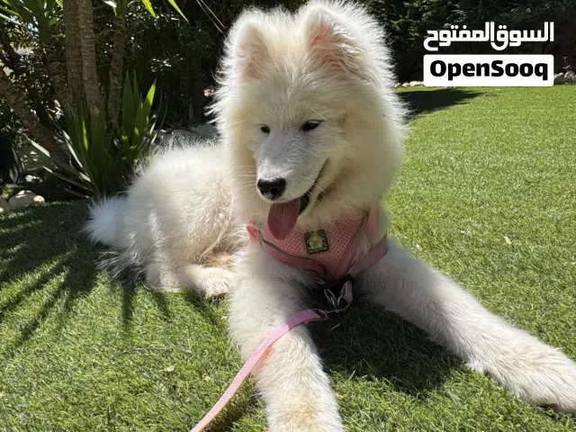 جرو سامويد انثى أربع اشهر