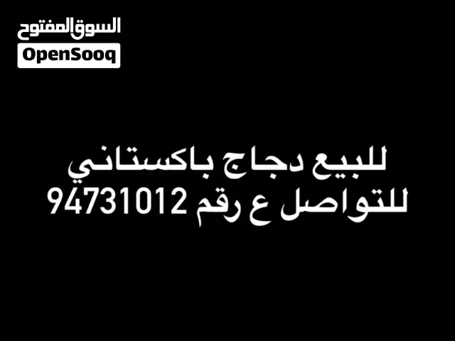 دجاج باكستاني