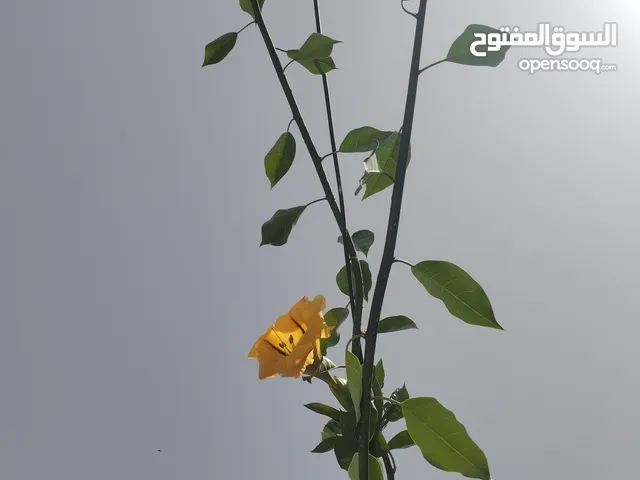 عبد داود