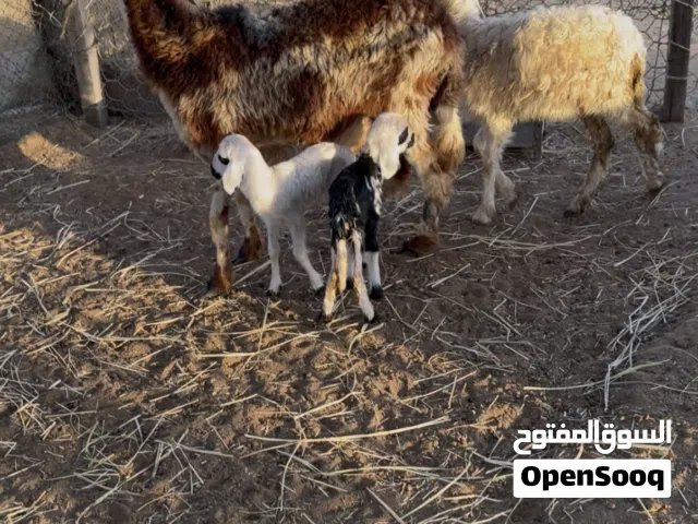 للبيع جاعده تحتها توأم حملات وحمله باقي التفاصيل