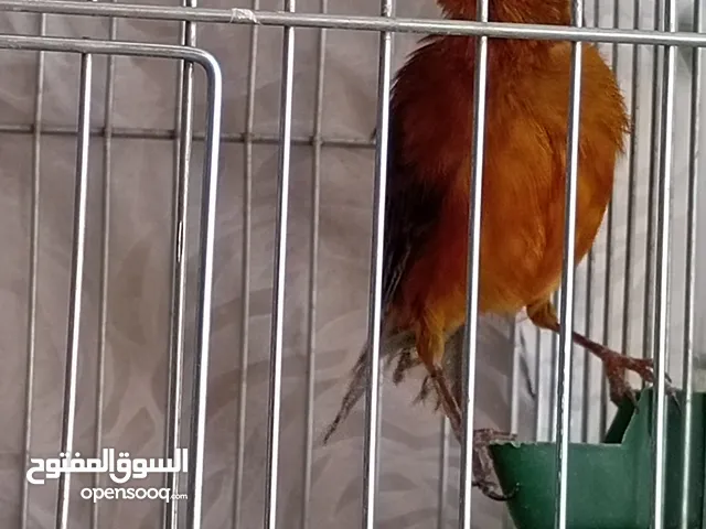 جوز كنار للبيع صوت العندليب ولا أجمل من هيك بسعر مغري الله يبارك لصاحب النصيب