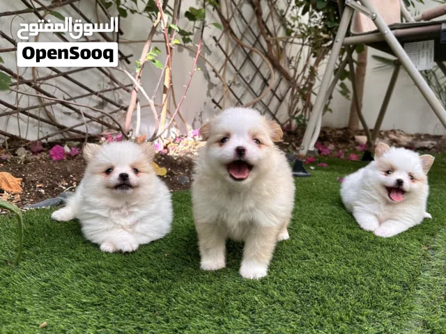 Pomeranian puppy’s very cute and active amazing colors super mini puppy