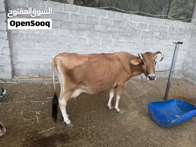 بقره جرسيه م شالله ف حليب ودهن