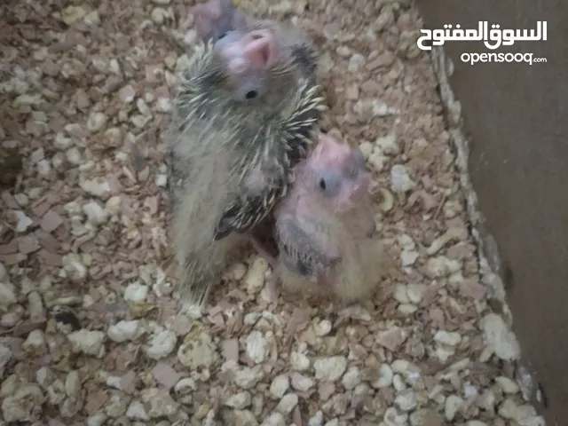 افراح كوكتيل زق يدوي