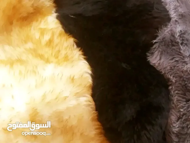 فرو دراجات وسيارات