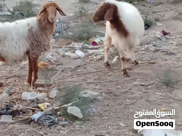 سلام متاح 3نعجات