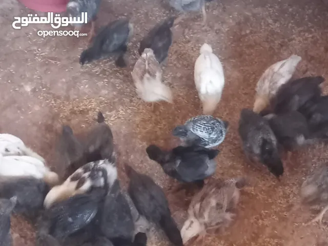 صيصان جاج بلدي للبيع