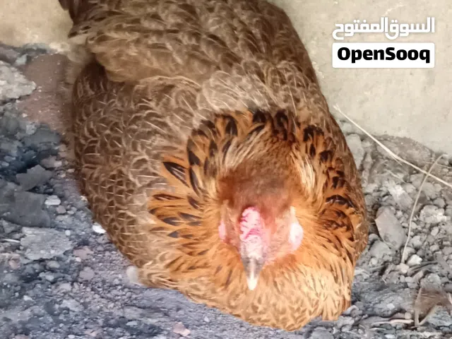 دجاجة راقده حجم كبير نخب