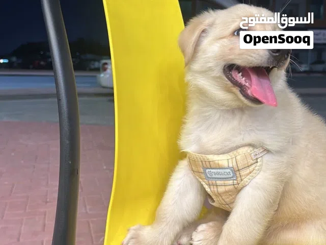 Golden retriever puppy