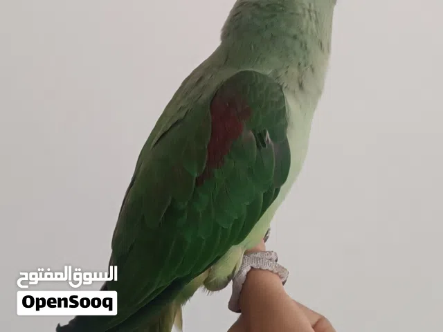 السلام عليكم ببغاء نيبالي الامريكي