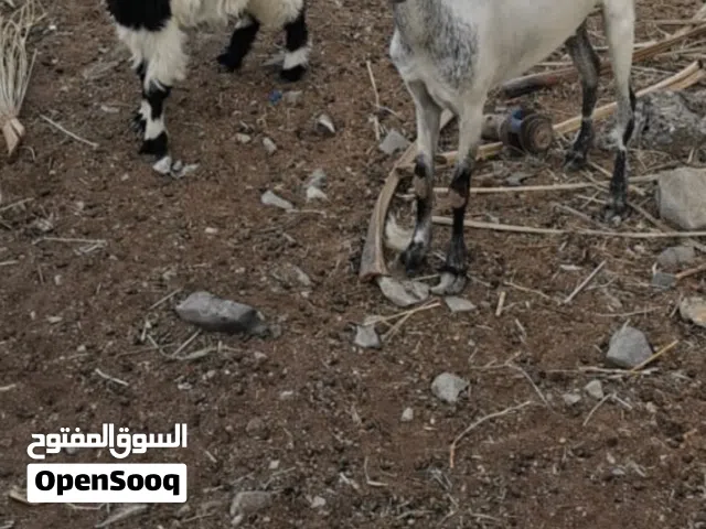 شاه للبيع مع ولدها