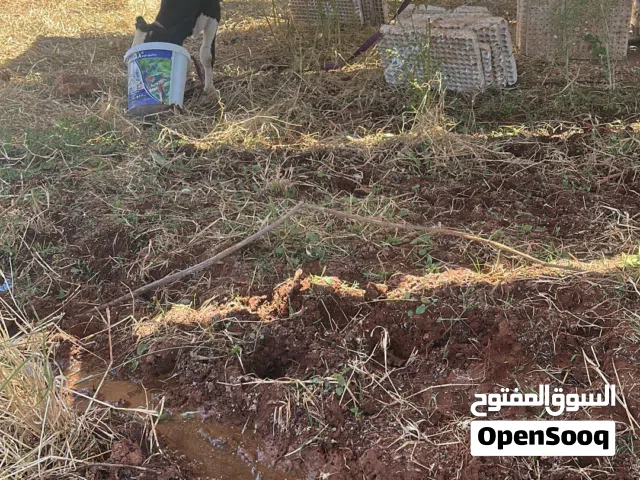 أبقار وعجول