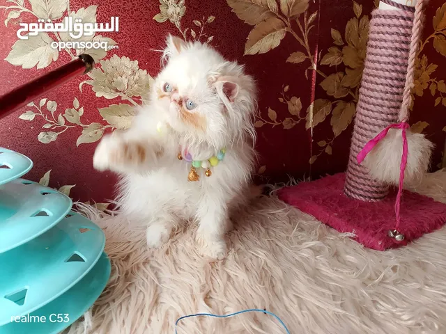 قطه هيمالايا اورانج زرار