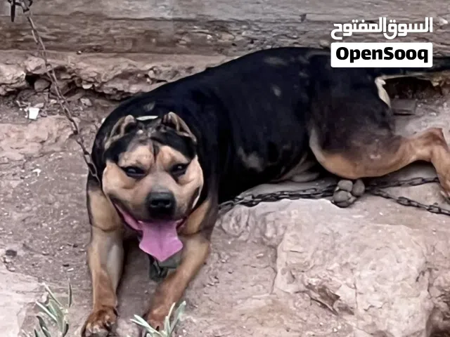 ذكر بيتبول تراي كلر  وفي طفرات ميرلي من العيار الثقيل