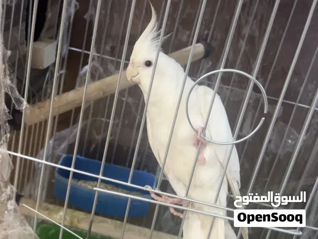 عصافير كوكتيل