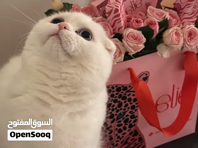 سكوتش لونج هير