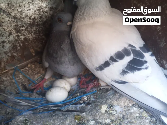 28طير حمام موجودات بالرصيفة حي الرشيد زق وكش سعر حرق
