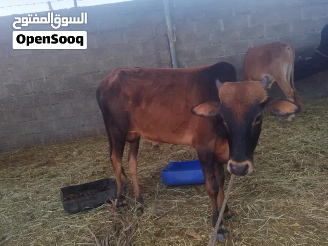 ثيران للبيع
