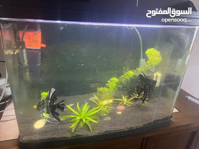 Aquarium with breeding fishes