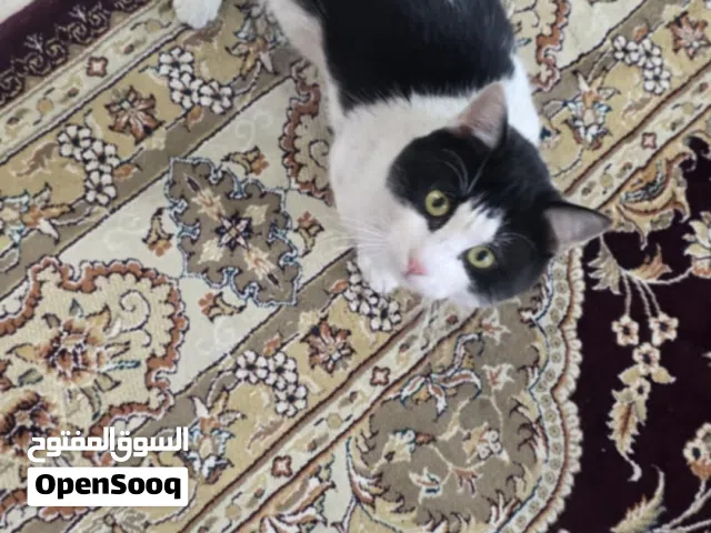 بزون معقم باندا انهزم من السايق بالزعفرانيه يوم السبت الي يلكاه ايبلغني واله مكافأه