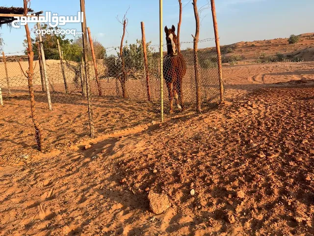 حصان ذكر عربي للبيع
